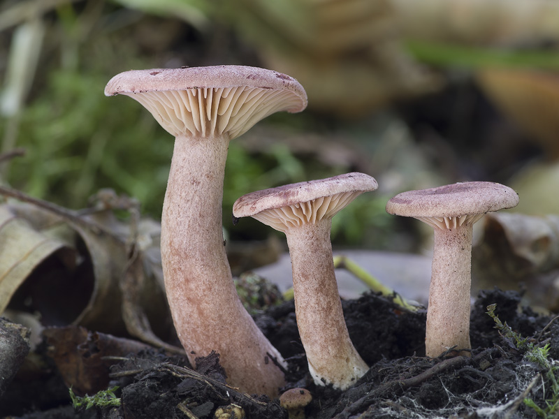 Lactarius lilacinus